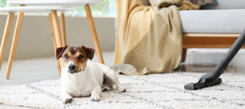 closeup of a puppy dog sitting on a comfortable rug in a home that has good air quality