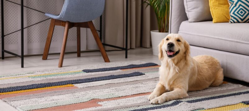 A golden retriever lying on a colorful patterned rug next to a sofa.