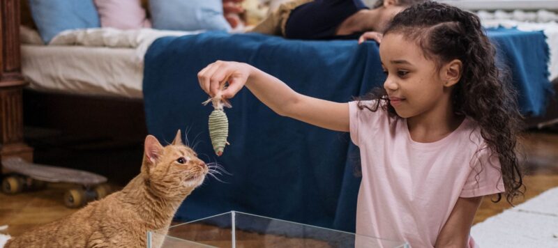 A young girl plays with an orange cat using a small toy.